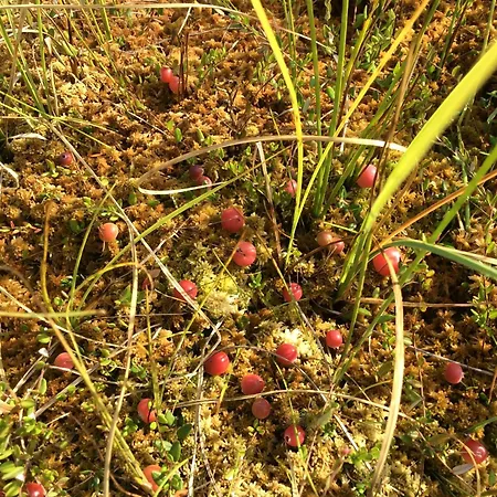 Kossa Taro * Luhamaa