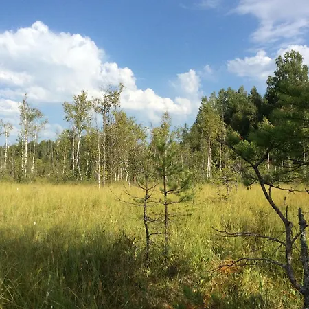 シャレー Kossa Taro *