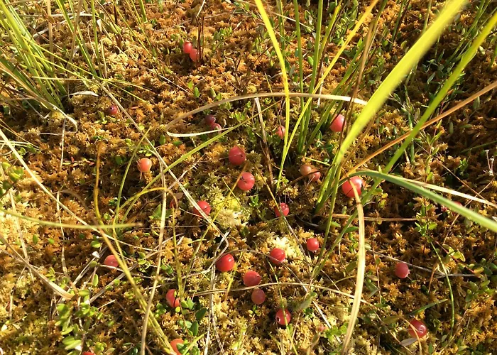 Kossa Taro * Luhamaa